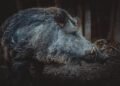 Survival Instincts: How to Defend Against Wild Boar Attacks