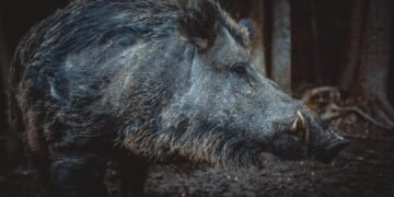 Survival Instincts: How to Defend Against Wild Boar Attacks