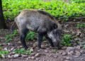 Surviving the Charge: Expert Tips for Handling a Wild Boar Encounter
