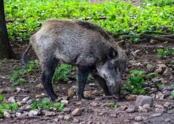 Surviving the Charge: Expert Tips for Handling a Wild Boar Encounter