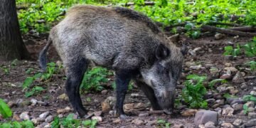 Surviving the Charge: Expert Tips for Handling a Wild Boar Encounter