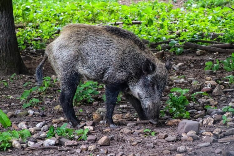 Surviving the Charge: Expert Tips for Handling a Wild Boar Encounter