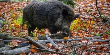 Against the Tusks: Tales of Surviving a Wild Pig Attack