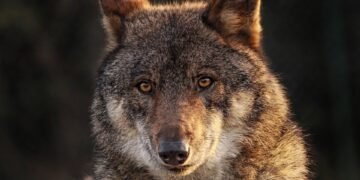 Wilderness Wisdom: Essential Survival Tips for Outdoor Adventurers