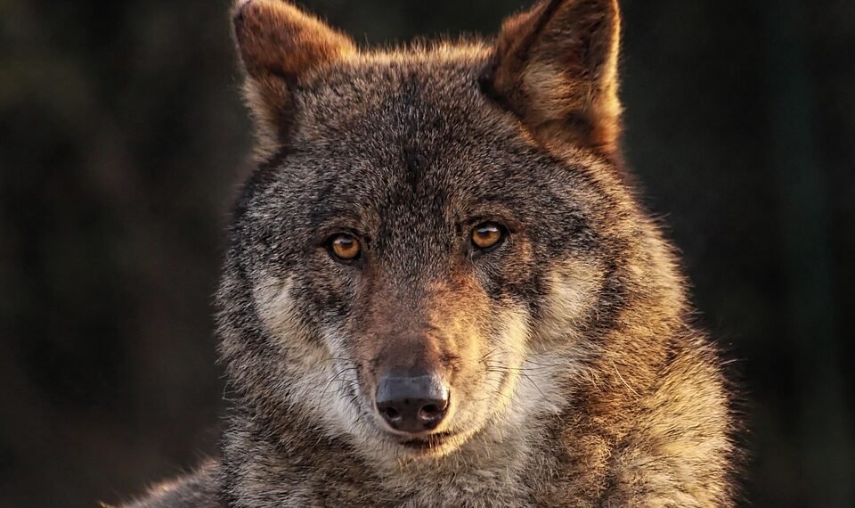 Wilderness Wisdom: Essential Survival Tips for Outdoor Adventurers